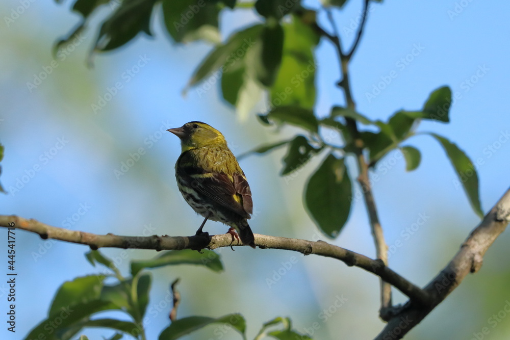 Brown bird on a branch against the blue sky
Brown bird on a branch against the blue sky