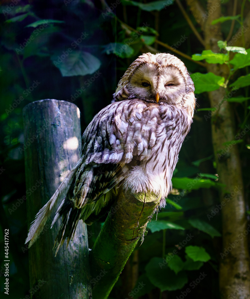 Fototapeta premium Eagle owl dozing on a branch in evening light.