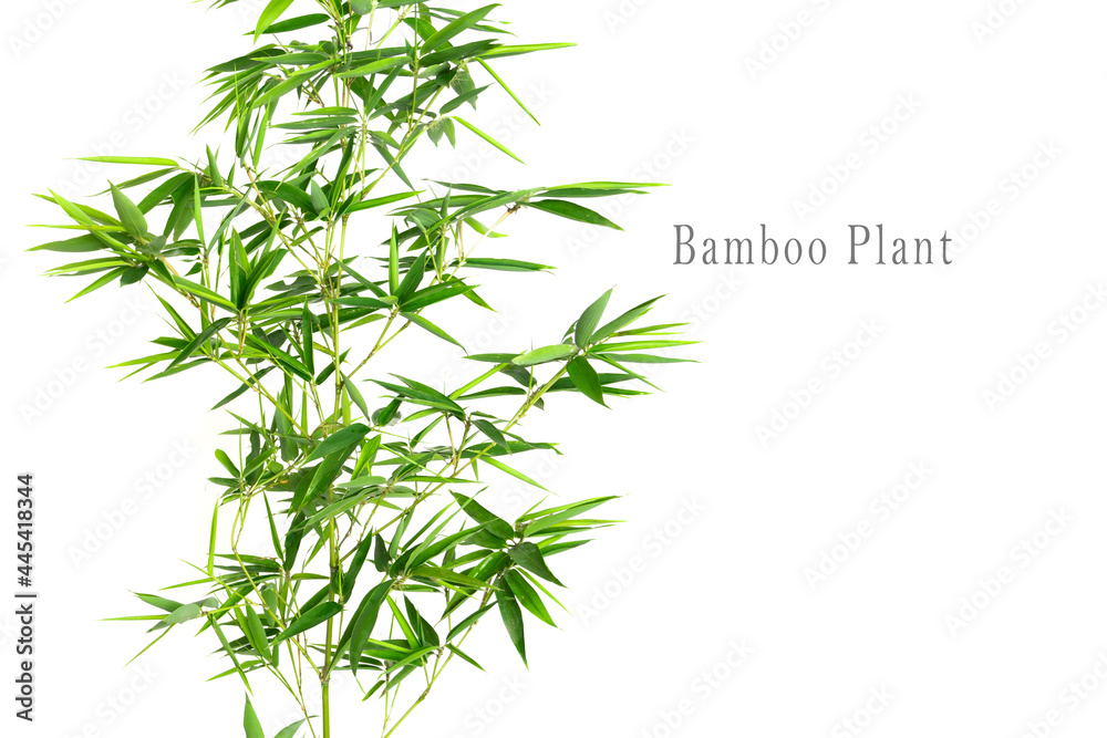 Bamboo plant isolated on white background