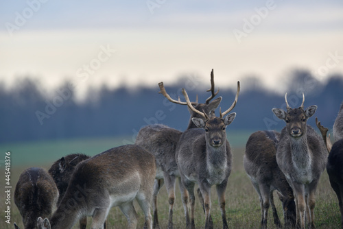 a herd of fallow deer grazing in the meadow