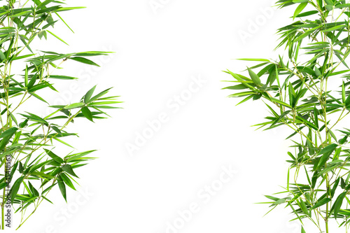 Bamboo plant isolated on white background
