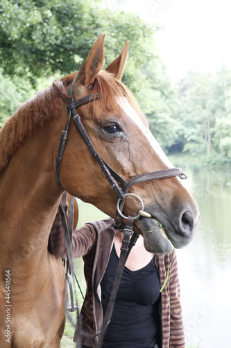 koń, portret konia, głowa konia, jazda konna © Przemysaw
