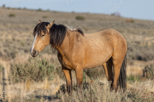 Beautiful Wild Horse in the Utah Desert