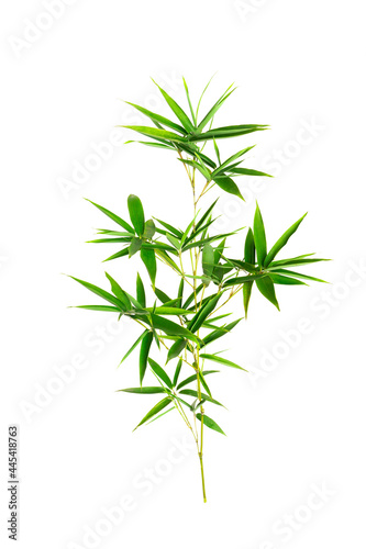 Green Bamboo isolated on white background