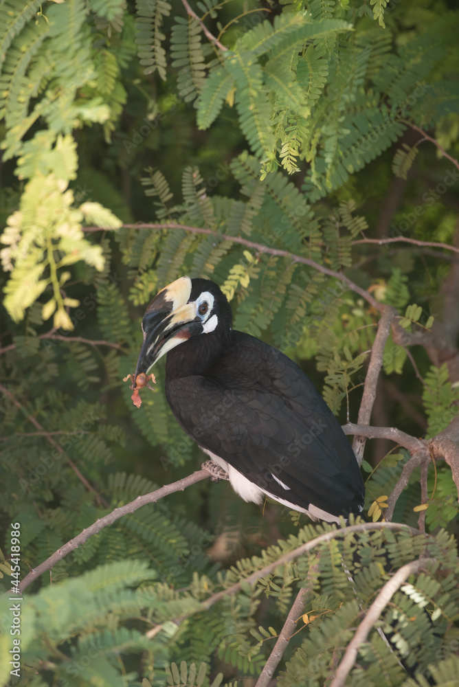 Fototapeta premium Nature oriental Pied Hornbill is standing on tammarind'branch.Baby bird is in the bill.