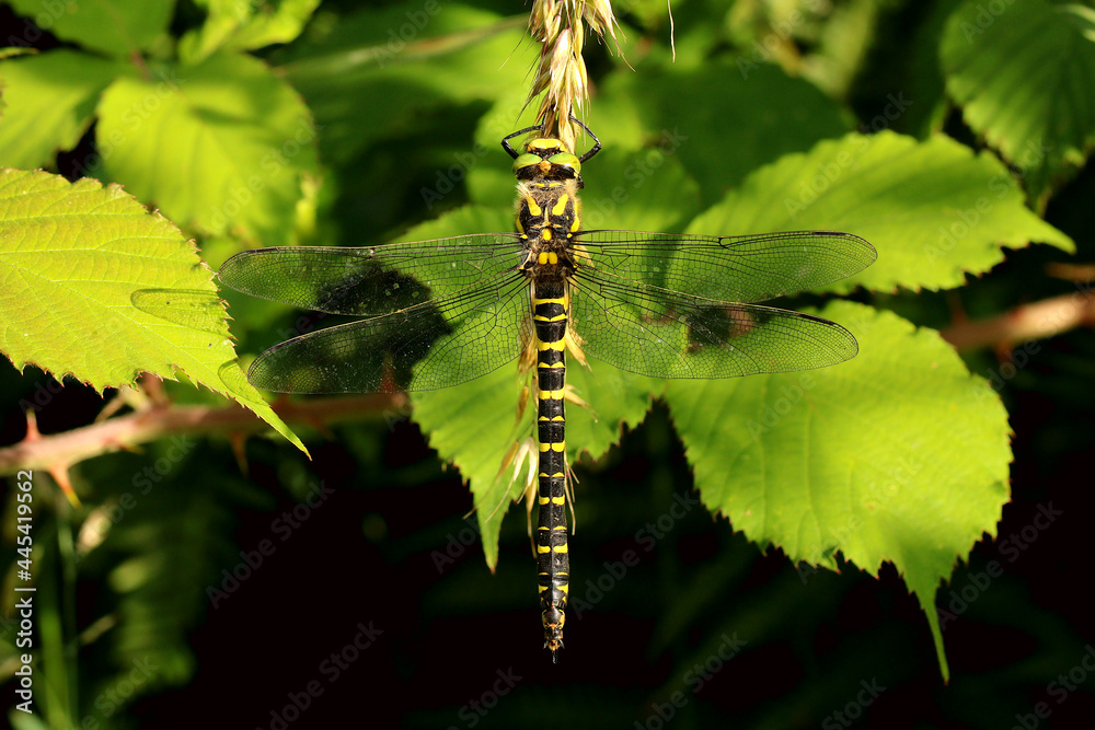 Large female Golden ringed dragonfly. Scientific name, cordulegaster boltonii. This is the largest dragonfly in the UK. Dragonfly is hanging from grasses.