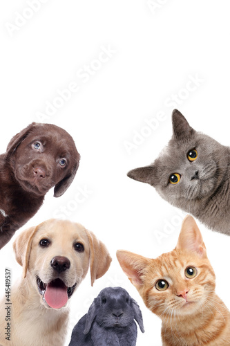Beautiful commercial photos of common pets