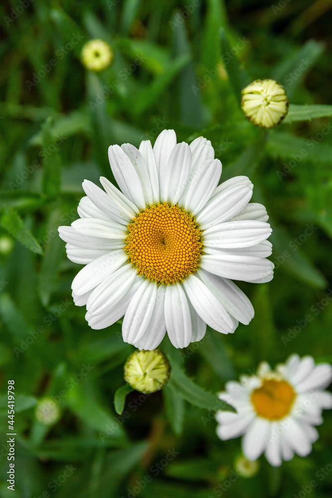 Obraz premium Big chamomile