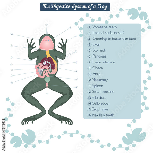 Education Chart of Biology for Dissected body of Frog Diagram. photo