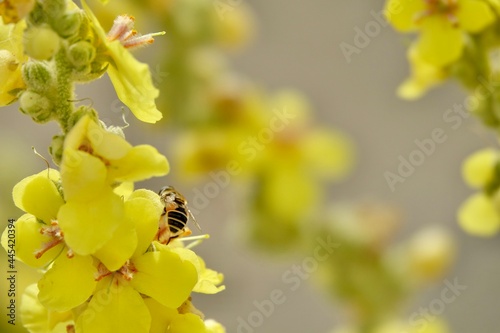 Striped Syrfidae (Eristalis stipator) among yellow verbascum flowers