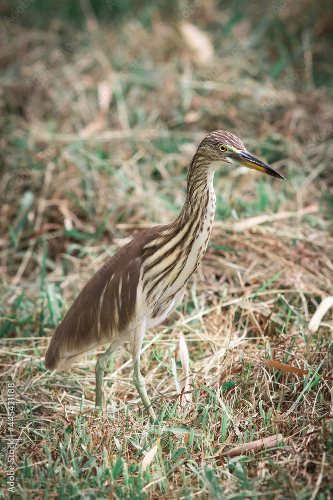 Javan Pond Heron Javan Pond Heron