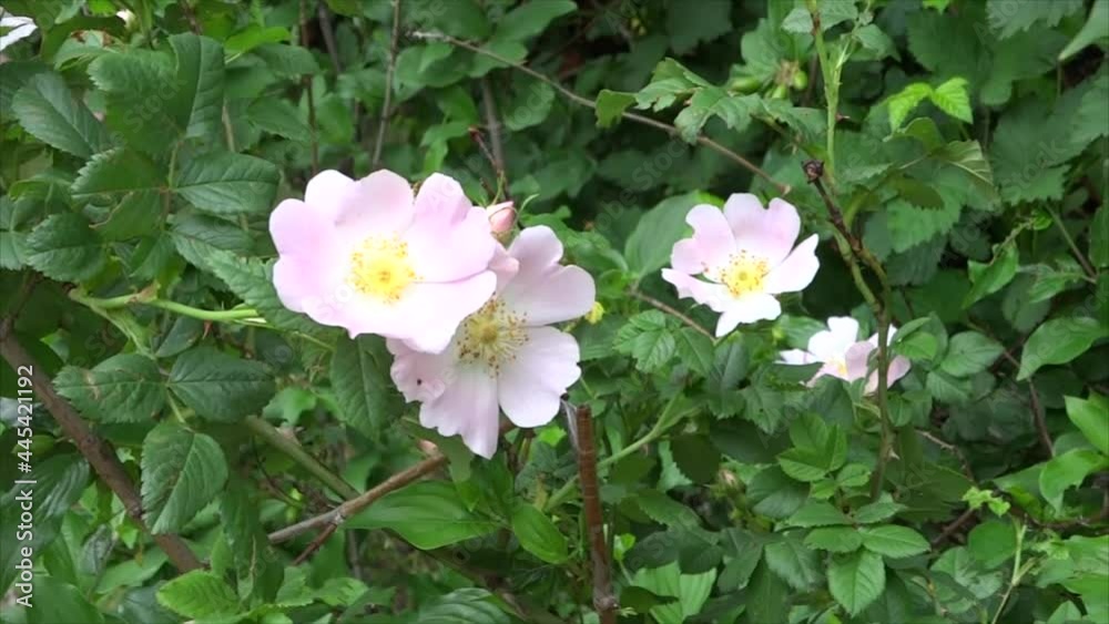 A fragile soft pink rosehip flower shivers slightly in the wind. A fragile soft pink rosehip flower shivers slightly in the wind.