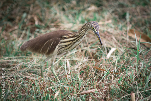 Javan Pond Heron