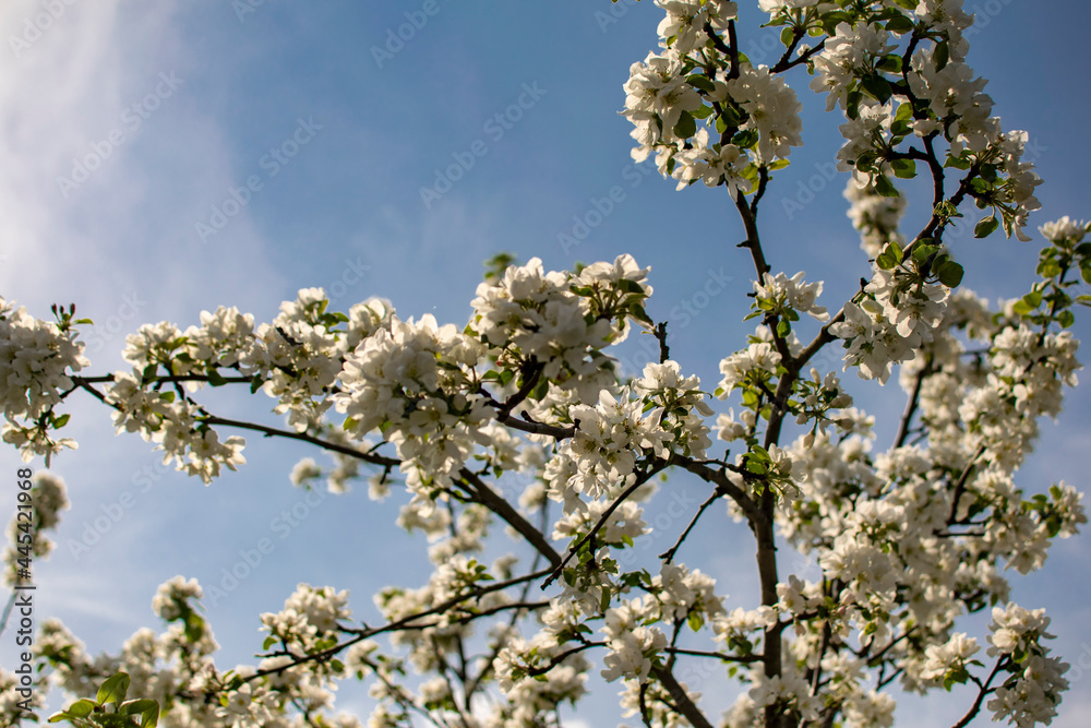 Branches of an apple tree strewn with spring flowers against the blue sky. Natural concept.