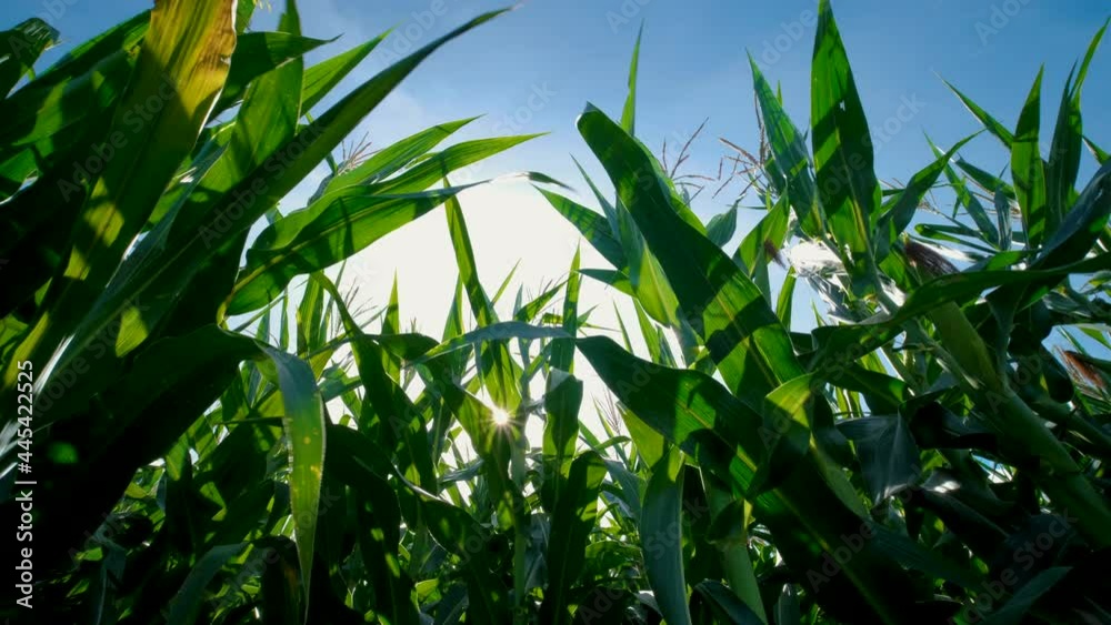 low angle view of green corn field in agricultural plantation with light shines