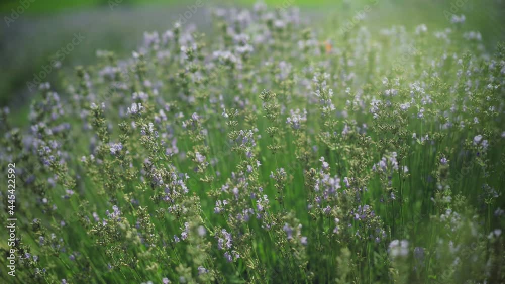 Purple lavender in sunshine outdoors. Floral spring summer field in sunlight. Beautiful tender violet flowers on meadow Purple lavender in sunshine outdoors. Floral spring summer field in sunlight. Beautiful tender violet flowers on meadow