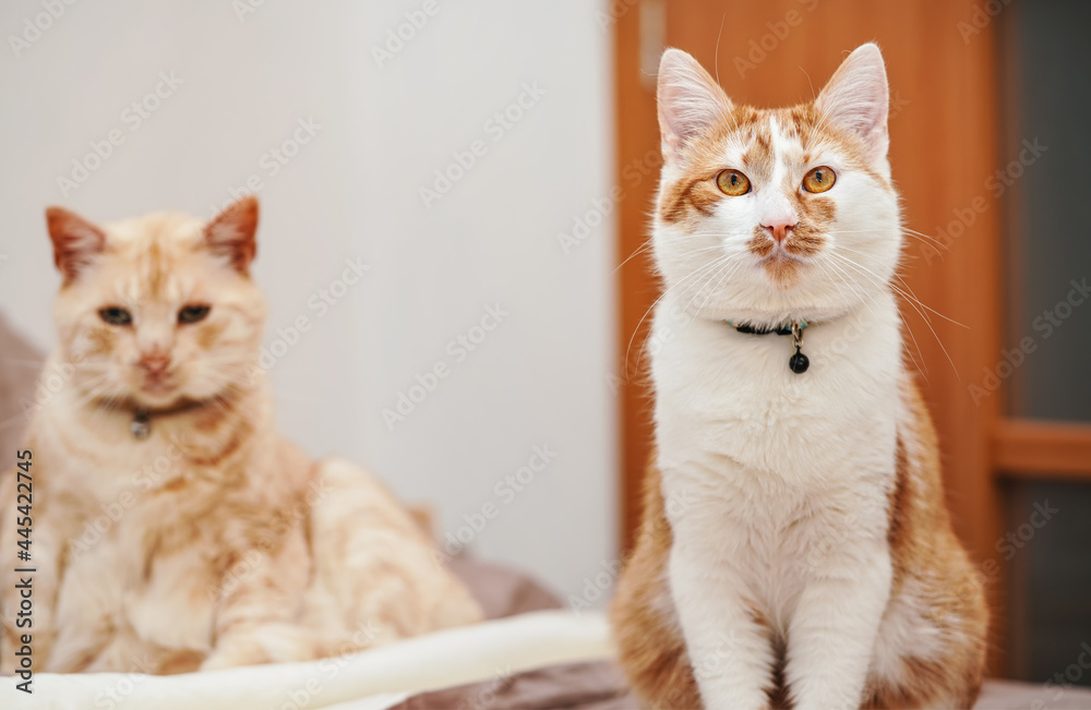Two cream coloured cats resting at home, younger closer one in focus