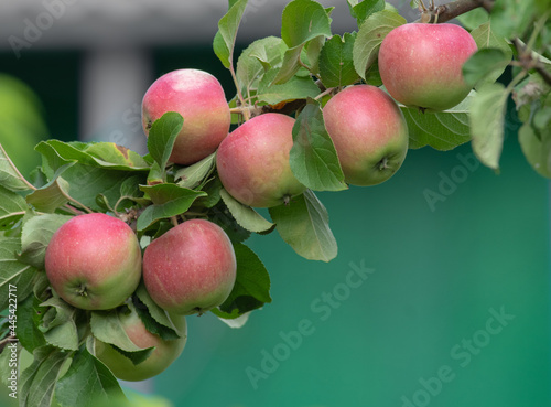 Abundant harvest of red apples on apple tree branch. Selective focus.