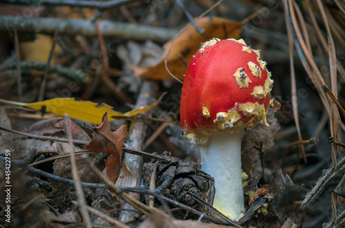 One of the most poisonous fungi Amanita muscaria, commonly known as the fly agaric. Selective focus.