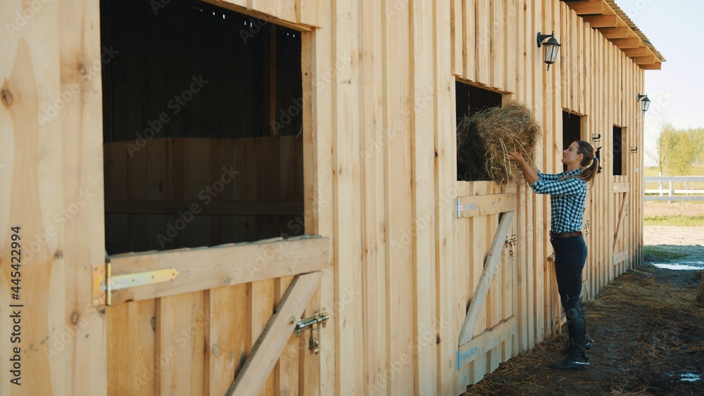 Female horse owner carrying a hay bundle for her horse. Putting the hay bundle inside through the window for her horse. A woman feeding horses during the daytime. Female horse owner carrying a hay bundle for her horse. Putting the hay bundle inside through the window for her horse. A woman feeding horses during the daytime.