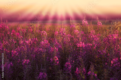 Blooming meadow at sunset. The sun's rays and the flowering of plants