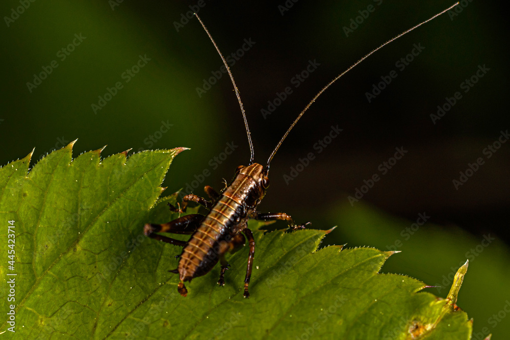 a small black-brown grasshopper with a long mustache sits on the edge of a green leaf. a small black-brown grasshopper with a long mustache sits on the edge of a green leaf.