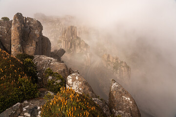 Flowering Scoparia plants at Ben Lomond National Park, Tasmania, Australia.