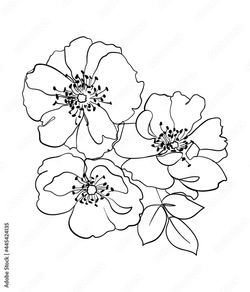 Rosehip flowers line drawing. - Vector illustration