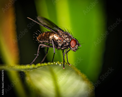 a small fly with brown eyes sits on the edge of a leaf.