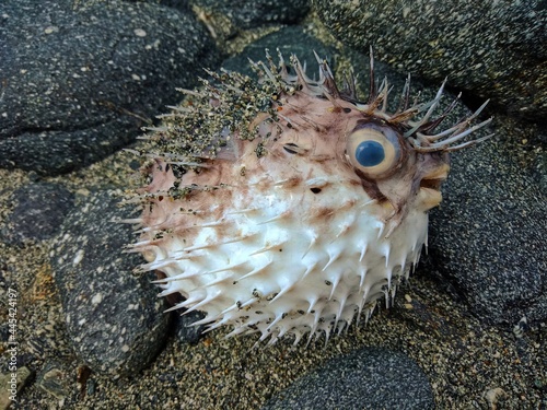 pufferfish photo