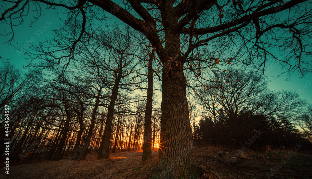 Dawn in the autumn forest, the sun shines through the trees, toned photo Dawn in the autumn forest, the sun shines through the trees, toned photo