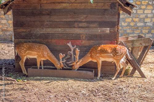Two deer at the feeder. Horned animals on a sunny summer day. photo