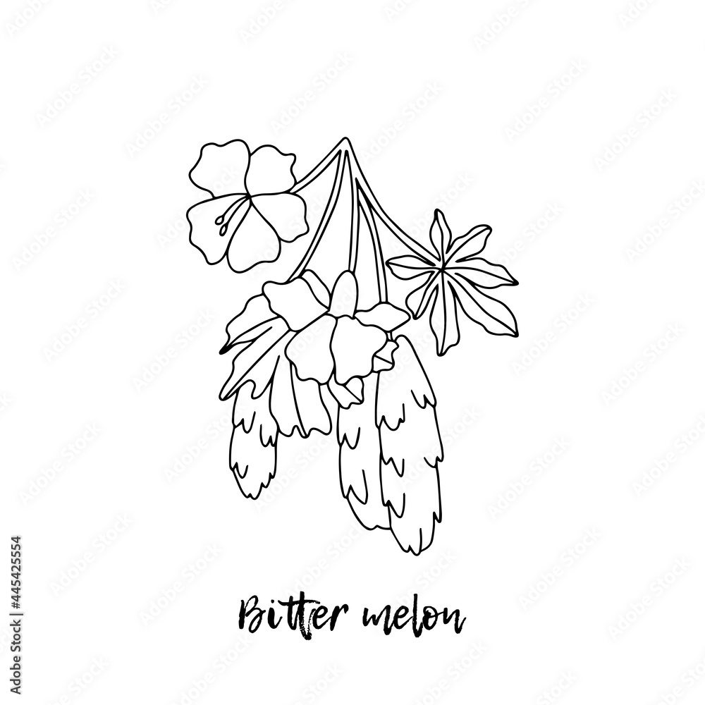 Bitter melon, or balsampear (Momordica charantia). Ayurveda. Natural