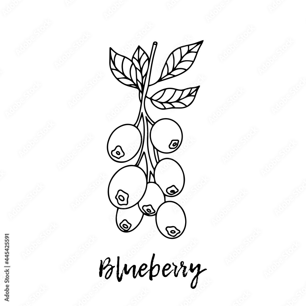 Blueberry. Ayurveda. Natural herbs. Ayurvedic herbs, medicines. Herbal