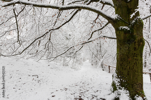 Eine Buche überspannt einen Wanderweg mit ihren kahlen Ästen bei Schnee im Winter- photo