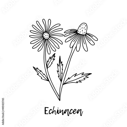 Echinacea. Ayurveda. Natural herbs. Ayurvedic herbs, medicines. Herbal illustration. A medicinal plant. The style of doodles. Medicines for health from plants. Aromatherapy. Wildflowers.