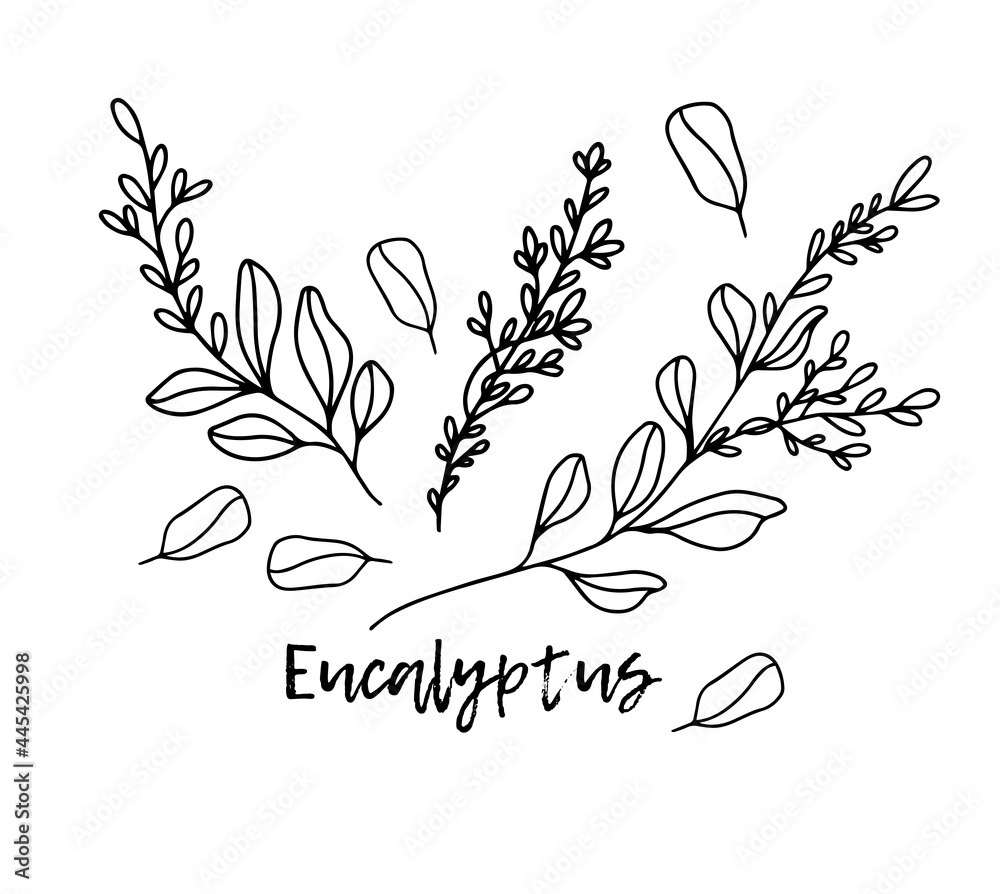 Eucalyptus. Ayurveda. Natural herbs. Ayurvedic herbs, medicines. Herbal illustration. A medicinal plant. The style of doodles. Medicines for health from plants. Eucalyptus extract. Aromatherapy.