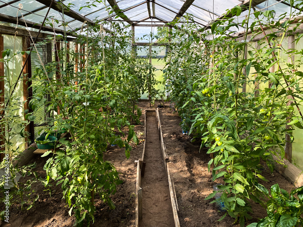 Tomato plants in a self made greenhouse