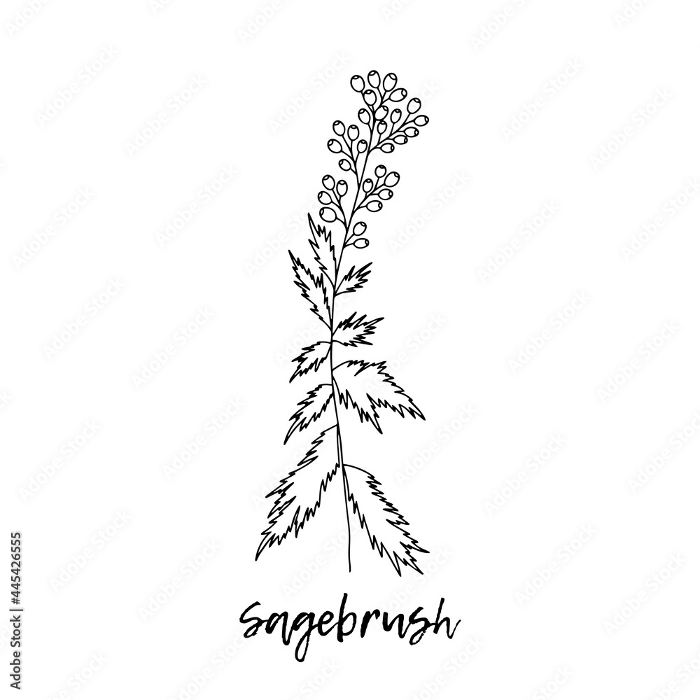 Ayurveda. Natural herbs. The style of doodles. Medicines for health from plants. Sagebrush