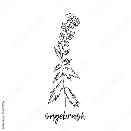 Ayurveda. Natural herbs. The style of doodles. Medicines for health from plants. Sagebrush. Herbal illustration. A medicinal plant. Ayurvedic herbs, medicines.  photo