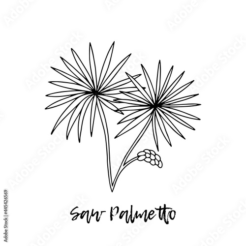 Saw Palmetto. Herbal illustration. A medicinal plant. Ayurvedic herbs, medicines. Ayurveda. Natural herbs. The style of doodles. Medicines for health from plants.