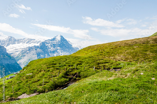 Grindelwald  Eiger  Eigernordwand  Unterer Grindelwaldgletscher  Kleine Scheidegg  Lauberhorn  M  nnlichen  Schreckfeld  Bergwiese  Wanderweg  First  Berner Oberland  Alpen  Sommer  Schweiz