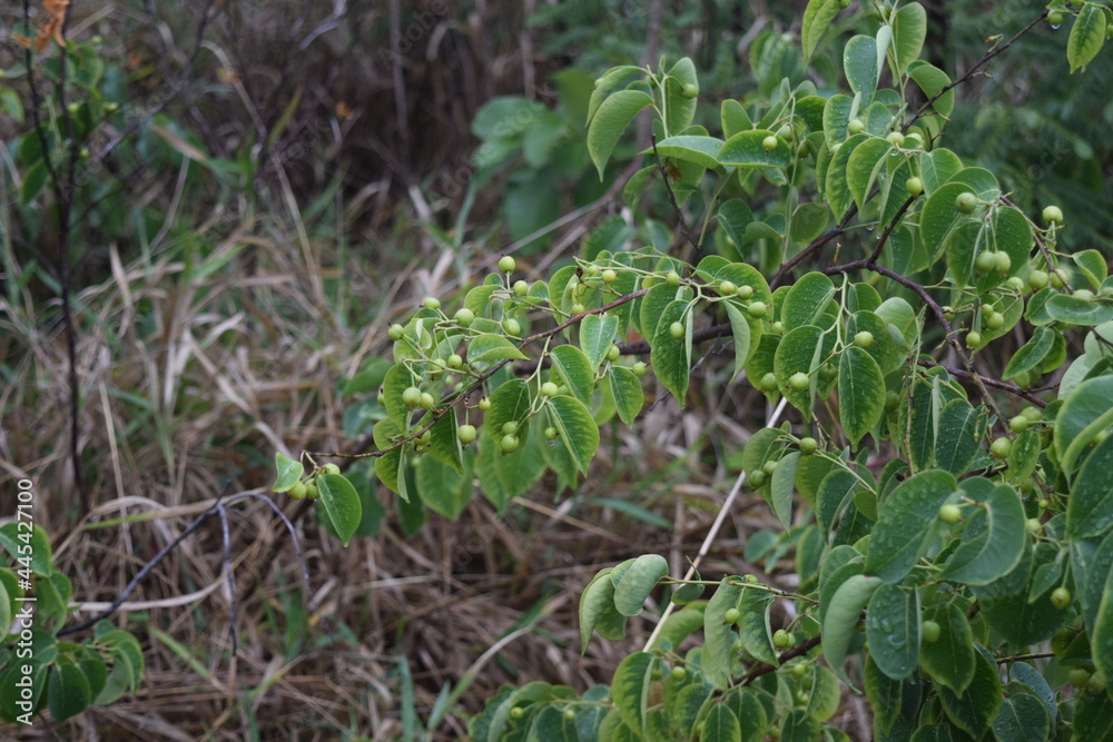 Cerrado