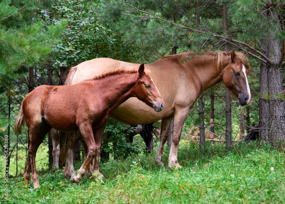 Horse with foal in the taiga forest in the Altai mountains, Russia Horse with foal in the taiga forest in the Altai mountains, Russia