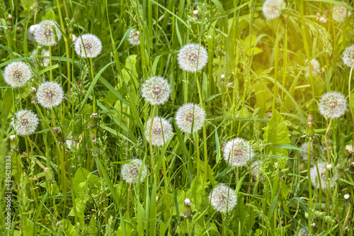 Lawn with lots of fluffy dandelions in green grass. Beautiful natural background. Soft focus.