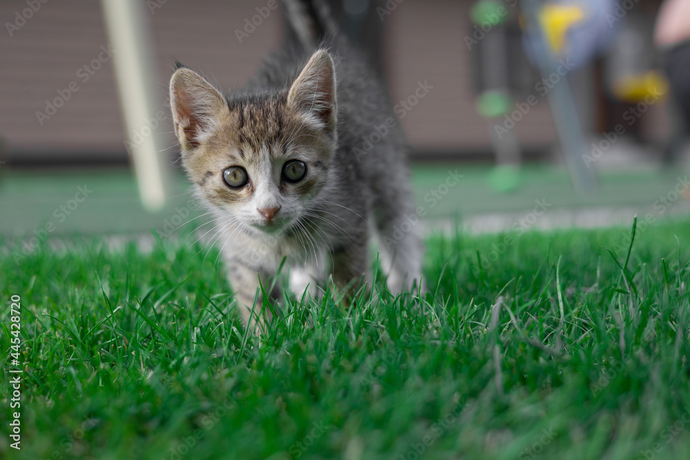 Little cat playing in green grass. Close up portrait .