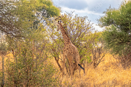 Tanzania, Serengeti park – Giraffe. © MiroslawKopec