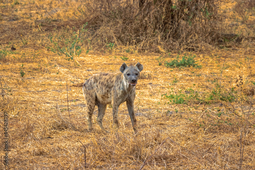 Tanzania, Serengeti park – hyena.