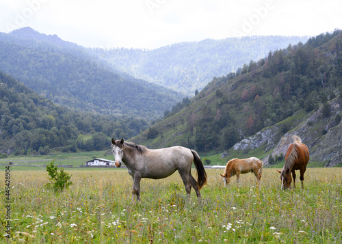 Horses grazing in a meadow in the mountains © Sergey