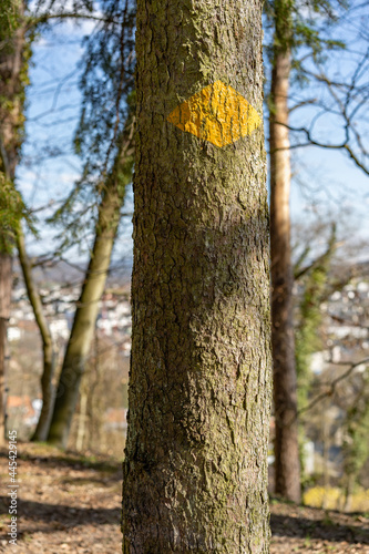 Signpost on tree in woodland. Painted yellow rhombus.